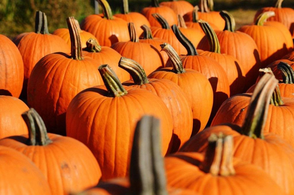 pumpkin-970235_1280