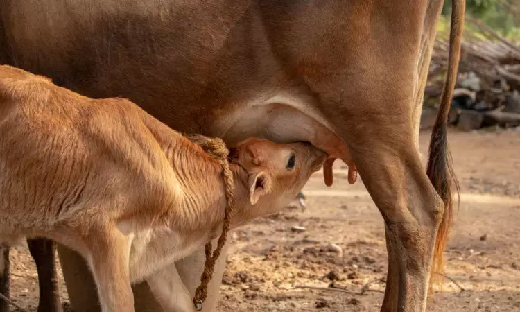 Colostrum (siara) – jakie ma właściwości oraz czy warto stosować? - zdjęcie