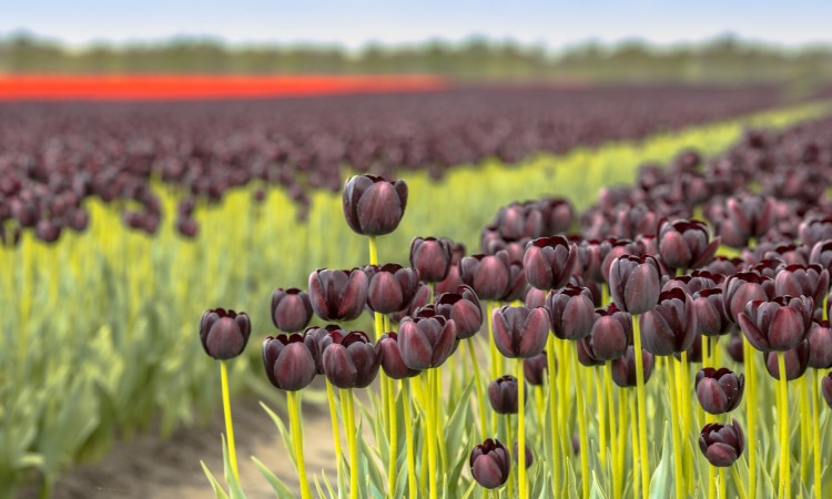 Czarny tulipan – niezwykły kwiat w kosmetyce. Jakie właściwości mają kremy z czarnym tulipanem? - zdjęcie