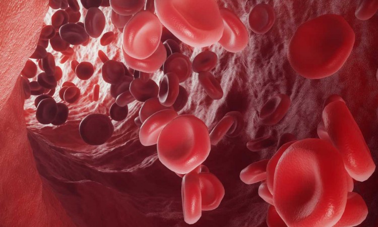 Erytrocyty (krwinki czerwone) – jakie są normy oraz za co odpowiadają? Co należy wiedzieć o erytrocytach? - zdjęcie
