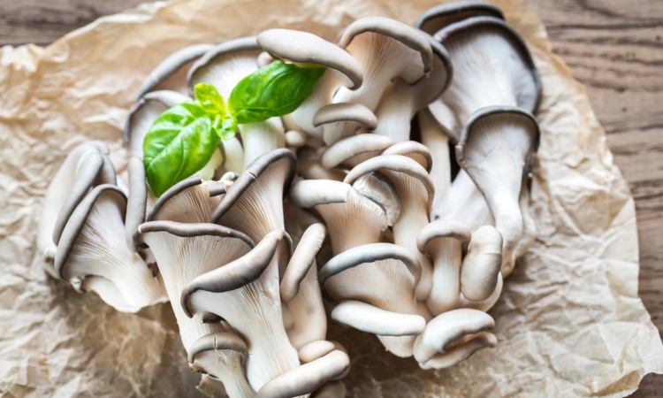 Grzyby źródłem ergotioneiny w diecie - rodzaje i właściwości grzybów jadalnych - zdjęcie