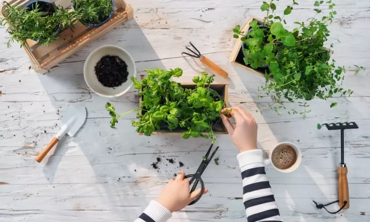 Jakie zioła warto mieć pod ręką: 10 najpopularniejszych ziół z domowego zielnika - zdjęcie