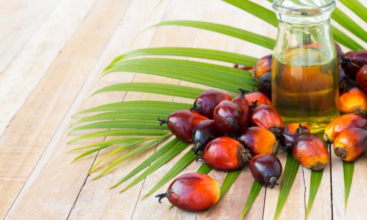 Olej palmowy – czy jest szkodliwy dla zdrowia? Zastosowanie tłuszczu palmowego - zdjęcie