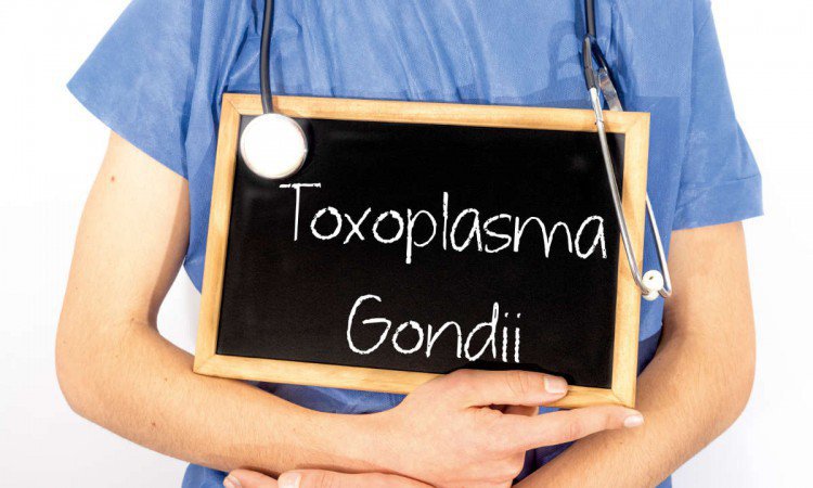 Toksoplazmoza (toxoplasma gondii) – skutki, objawy i leczenie - zdjęcie